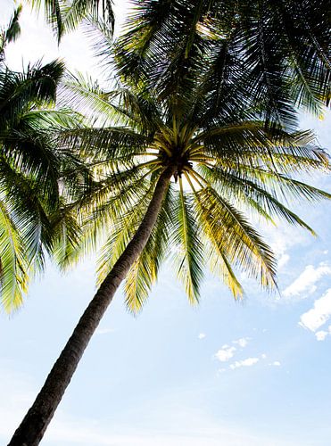 Photo d'ambiance d'un palmier