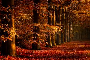 Bäume in einer Reihe, ein Herbstbild von KB Design & Photography (Karen Brouwer)
