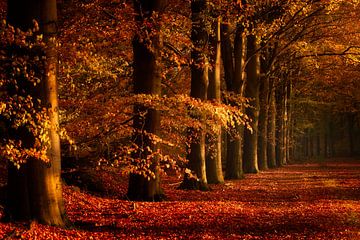 Bomen in een rij, een herfstplaatje van KB Design & Photography (Karen Brouwer)