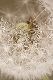 The Dandelion: Nature up close by Marjolijn van den Berg