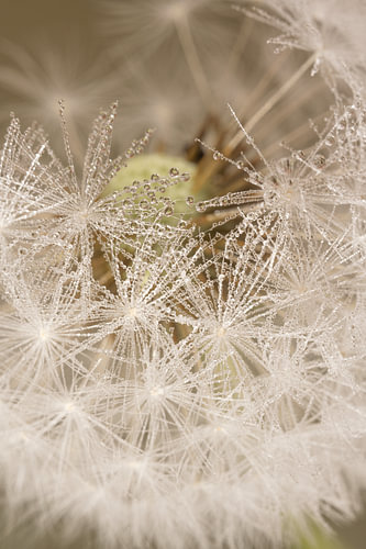 The Dandelion: Nature up close