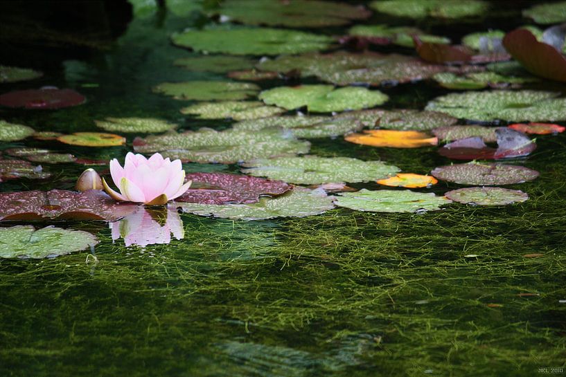 water lily von Meleah Fotografie