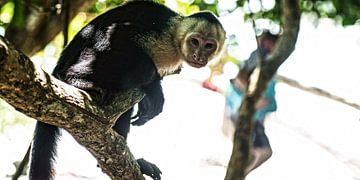 singe à tête blanche sur Stefan Havadi-Nagy