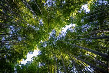 Onder in het Bamboebos in Kyoto van Joep Gräber