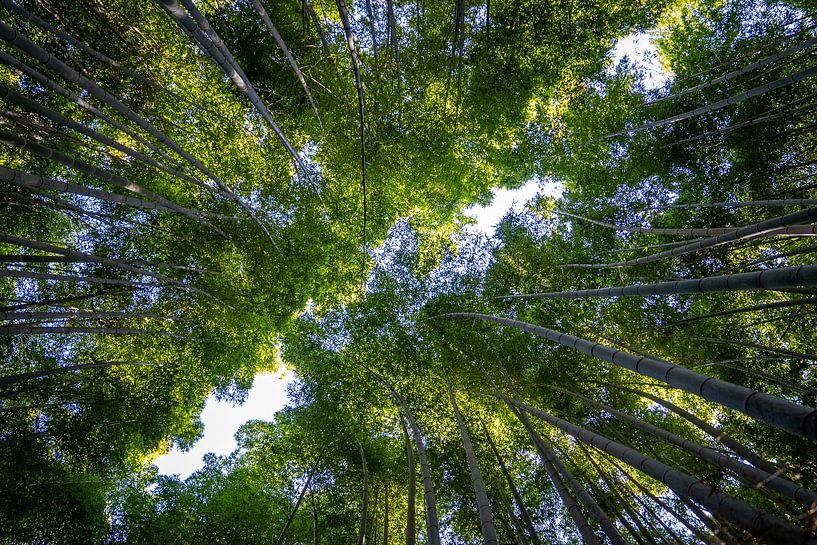 At the bottom of the Bamboo Forest in Kyoto by Joep Gräber