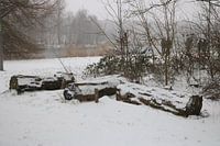 3 tree trunks in the snow