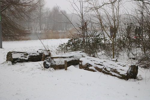 3 boomstammen in de sneeuw