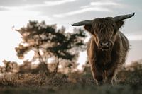 Scottish highlander on the Veluwe
