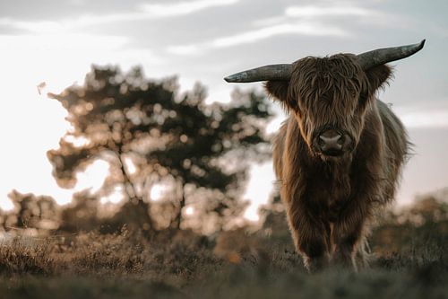 Schottischer Highlander auf der Veluwe