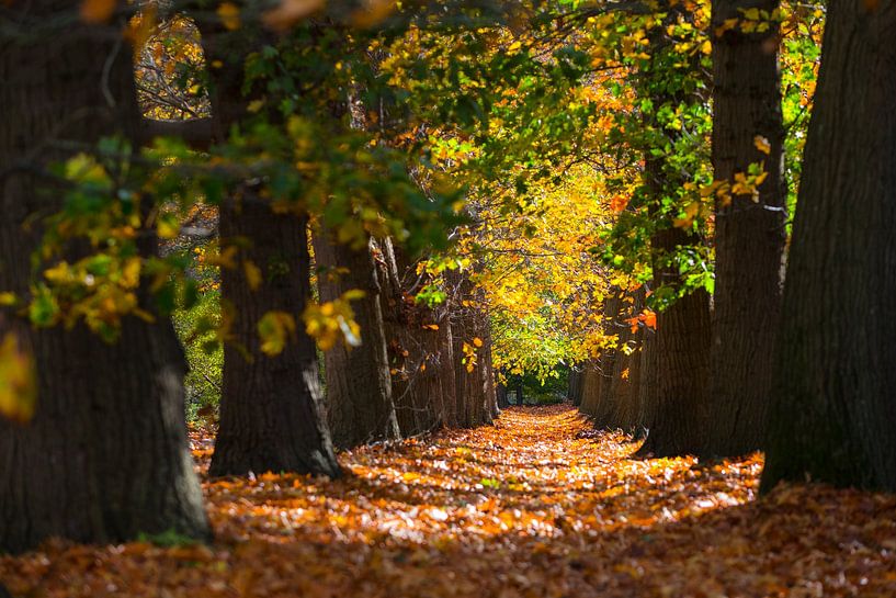 Ins Licht von Martijn Schruijer