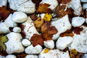 Rocks and Leaves