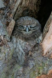 Little owl gives a wink. by Albert Beukhof