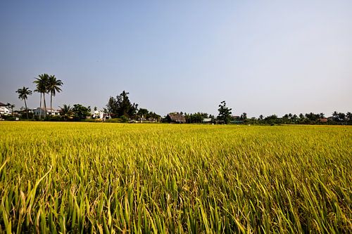 A tropical agricultural landscape with golden hues