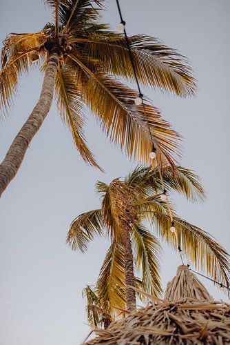 Palmbomen in vintage kleuren