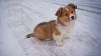 Welsh corgi in the snow 1