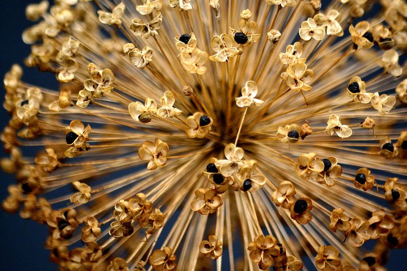 Close Up by Arno-Jan Boere