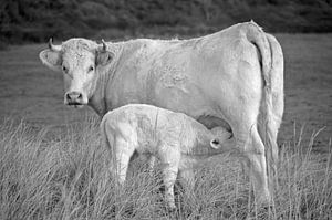 Vache blanche avec veau sur Anjo Kan