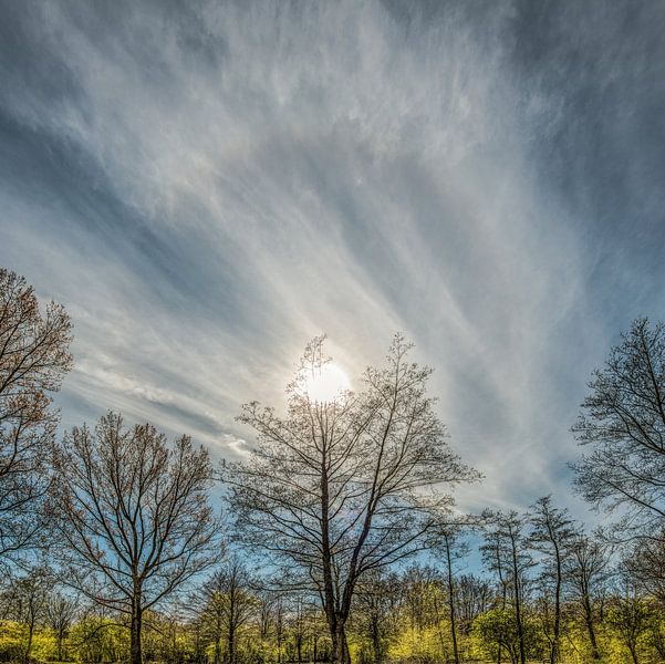 Trees in the Lauwersmeer area in the spring sun and a halo by Harrie Muis