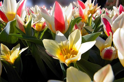 tulp wit rood geel (2)
