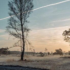 On-Nederlandse natuurfoto op een koude heldere morgen in Salland. van Maurits Hagen