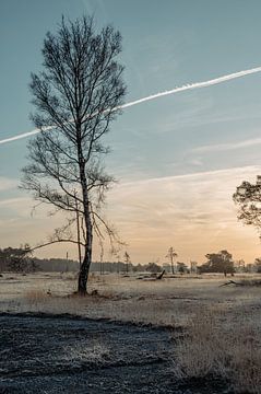 On-Nederlandse natuurfoto op een koude heldere morgen in Salland. van Maurits Hagen