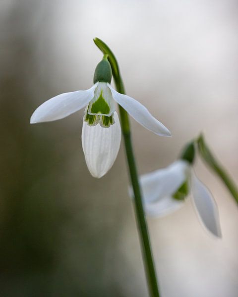 Perce-neige précoce par Frans-Jan Snoek