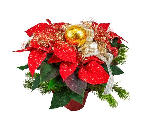 Étoile de Noël sur fond blanc