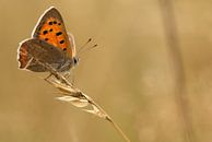 Small fire butterfly by Bas Mandos thumbnail