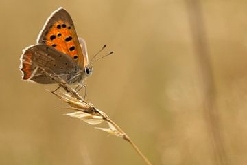 Small fire butterfly by Bas Mandos