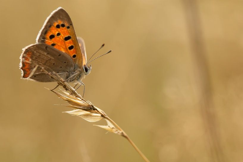 Kleine vuurvlinder van Bas Mandos