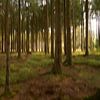 Picturesque forest by Angélique Vanhauwaert