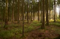 Picturesque forest