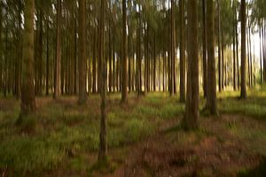 Schilderachtig bos