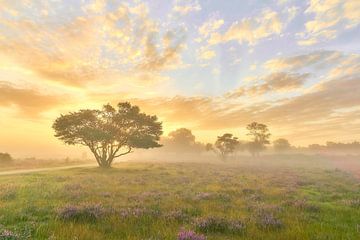 Zonsopkomst op de paarse hei van Ad Jekel