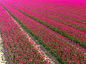 Tulpen bloeien tijdens de lente van bovenaf gezien van Sjoerd van der Wal Fotografie thumbnail