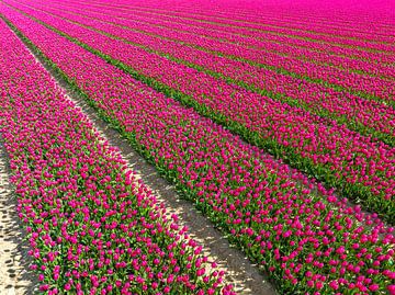 Tulips in agricutlural fields during springtime seen from above