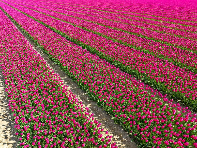Tulpen bloeien tijdens de lente van bovenaf gezien van Sjoerd van der Wal Fotografie