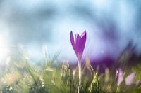 Krokus tegen het licht