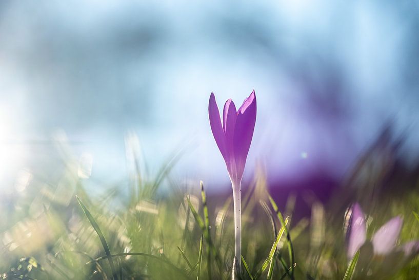 Crocus against the light by Andreas Nägeli