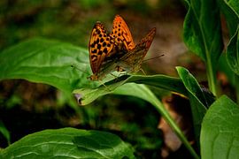 Keizersmantel by Arno-Jan Boere