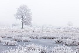 Wit winterland met boom in moeras von Karla Leeftink