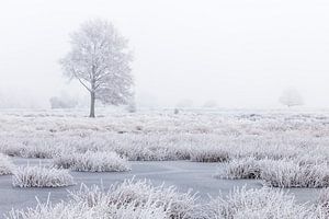 Wit winterland met boom in moeras