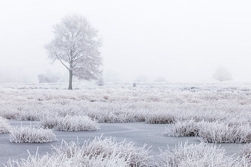 Wit winterland met boom in moeras