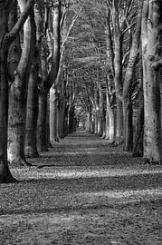 Eikenlaan in Oranjewoud von Ruud Langendijk