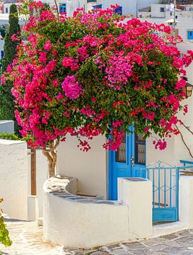 Blumenauslage an der griechischen Tür auf Paros, Griechenland von Adelheid Smitt