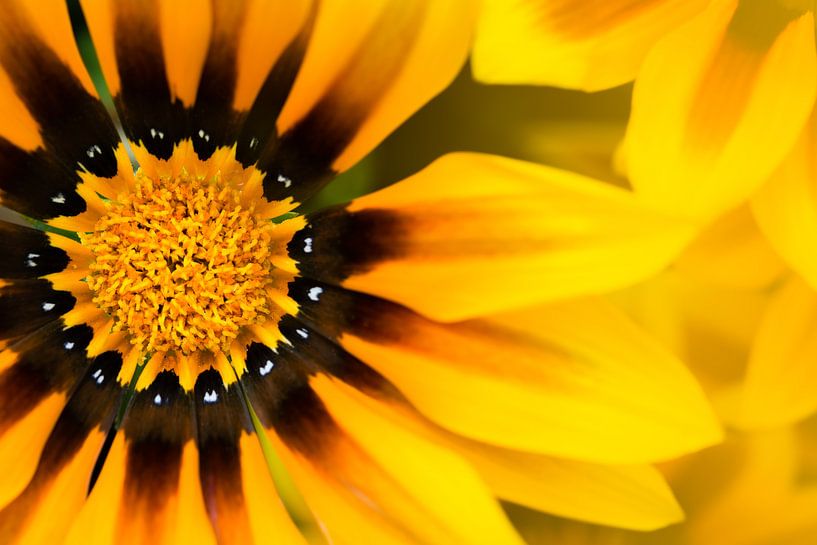 Gazania jaune or par Kok and Kok