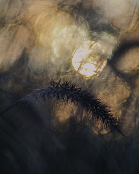 Siergras in herfstkleuren van honey_m_i_l_k_photo