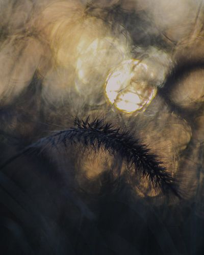 Ziergras in Herbstfarben von honey_m_i_l_k_photo