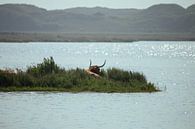 Scottish Highlander by By Foto Joukje thumbnail