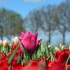 champ de tulipes sur Henriette Tischler van Sleen